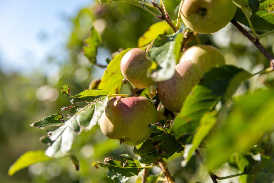 Photo of Others in Azay-le-Rideau