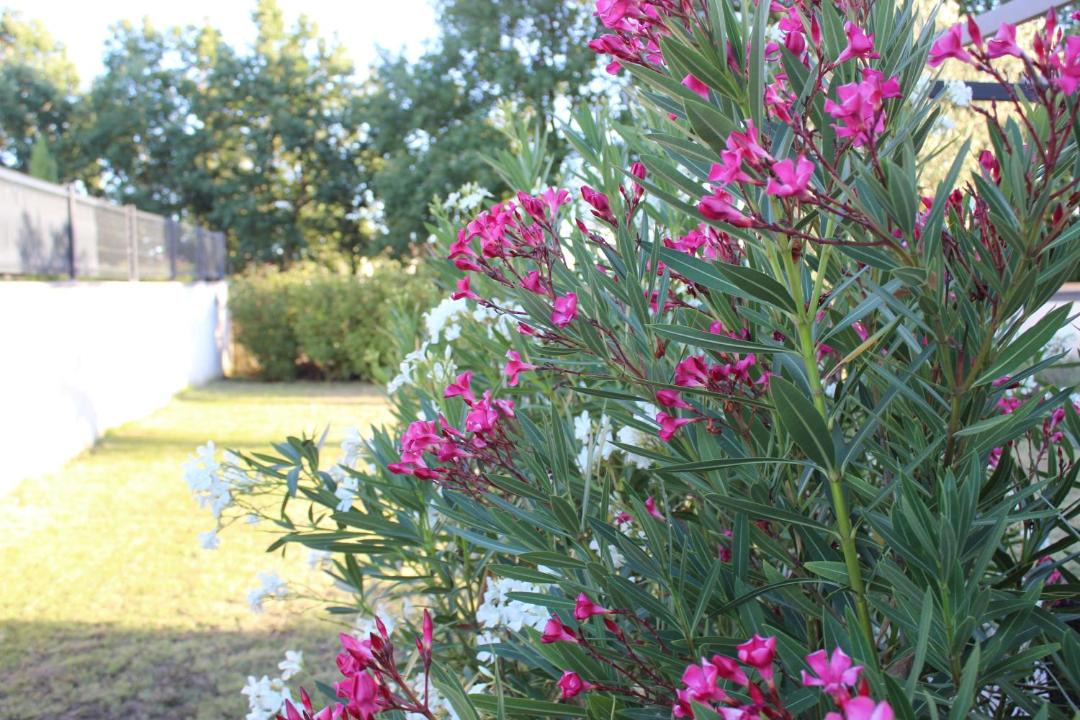 Photo of Others in Montans