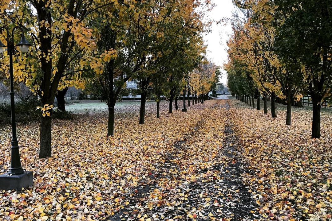 Photo of Others in Moyhu