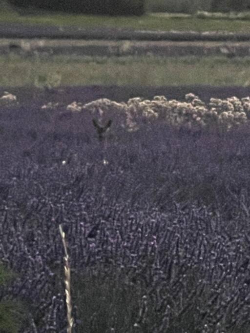 Photo of Others in Piegros-la-Clastre