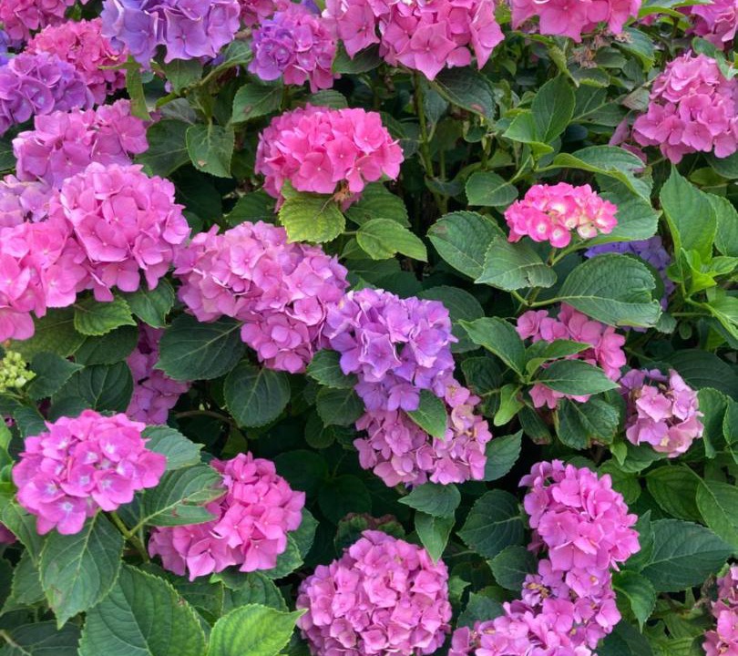 Photo of Outdoor in Saint-Pe-de-Bigorre