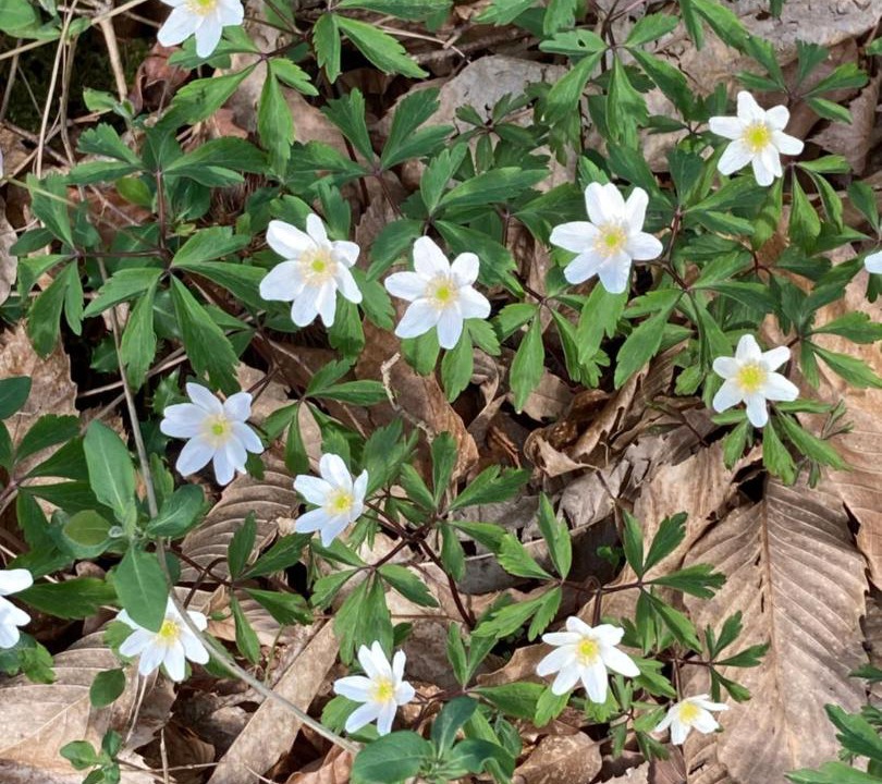 Photo of Outdoor in Saint-Pe-de-Bigorre
