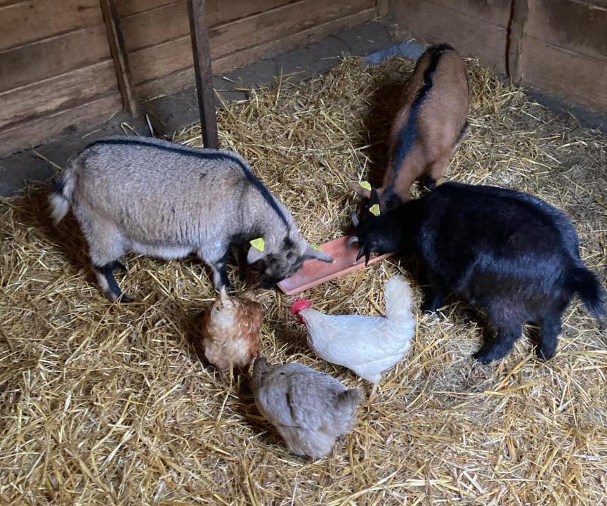 Photo of Others in Saint-Pe-de-Bigorre