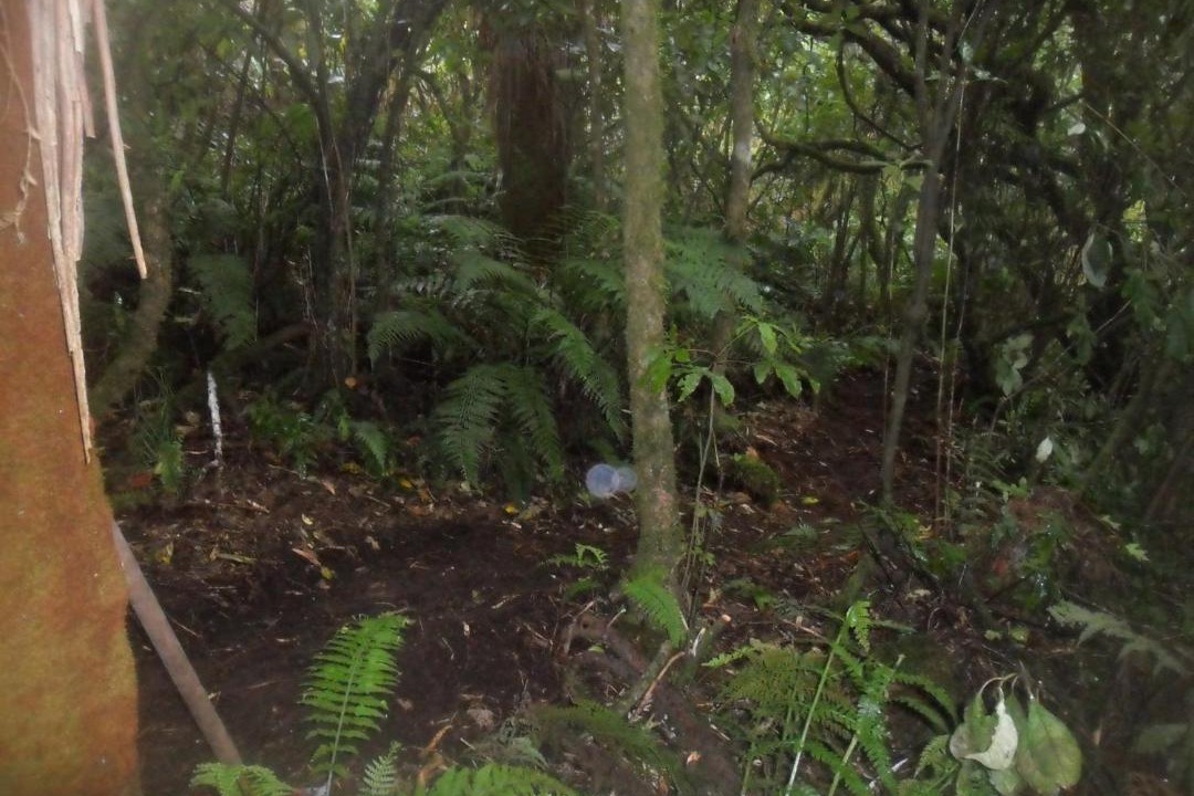 Photo of Outdoor in Raurimu