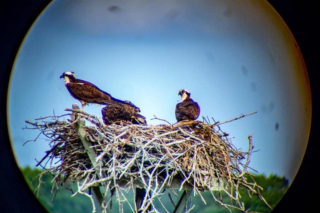 Photo of Others in Sag Harbor