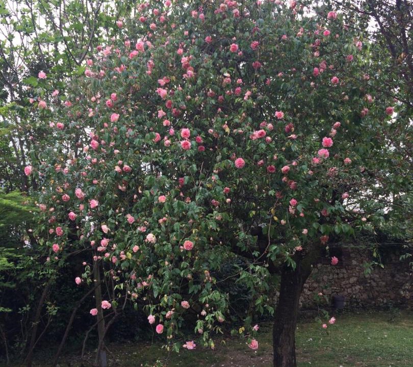 Photo of Outdoor in Vic-Fezensac