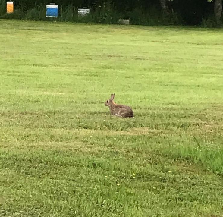 Photo of Outdoor in Saints-en-Puisaye