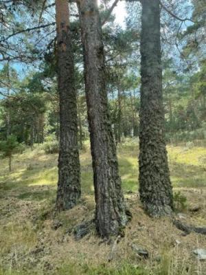 Photo of Others in Monterde de Albarracin