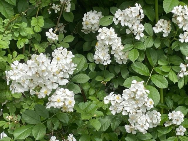 Photo of Others in McIndoe Falls