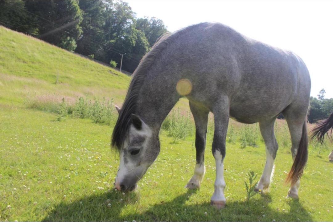 Photo of Others in Pennant Melangell