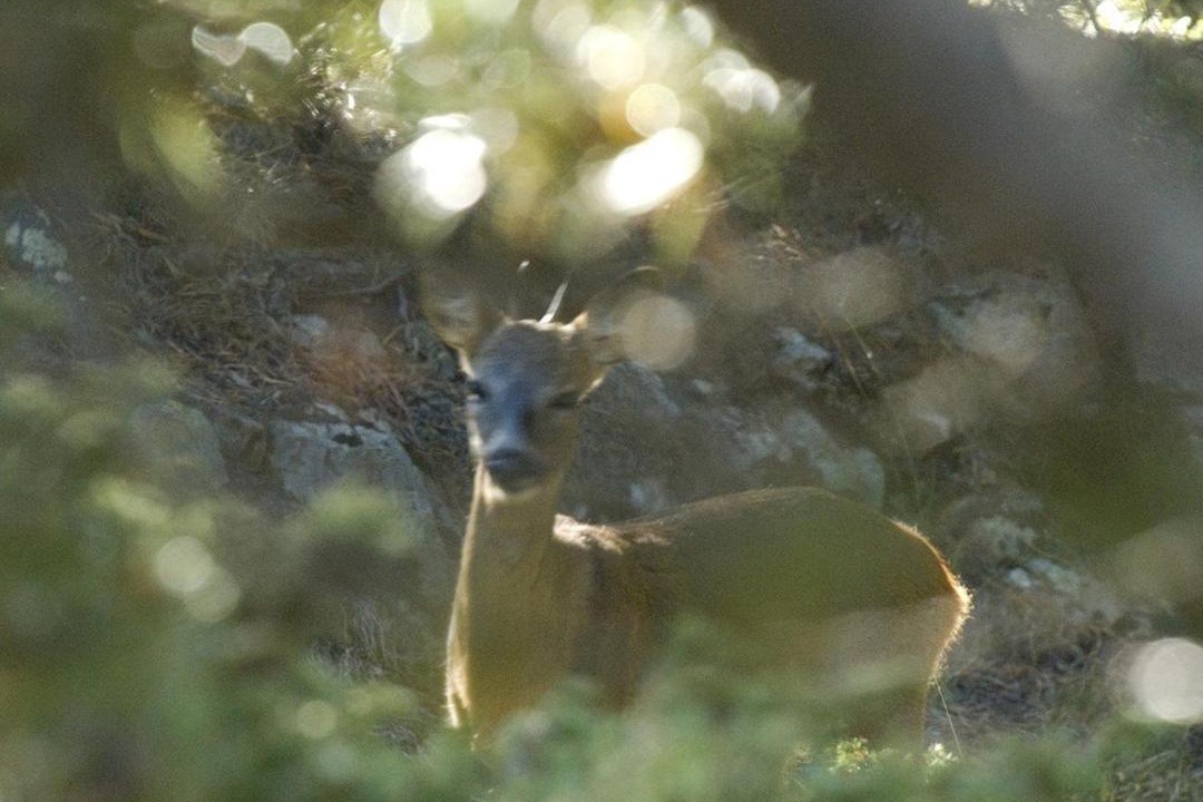 Photo of Others in Font-Romeu-Odeillo-Via