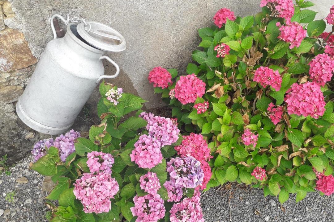 Photo of Others in Rocheserviere