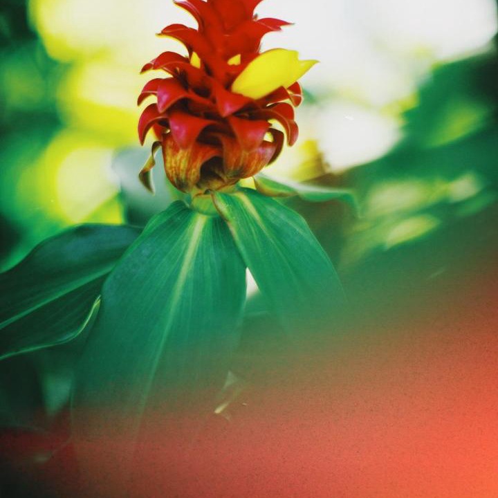 Photo of Others in Honomu