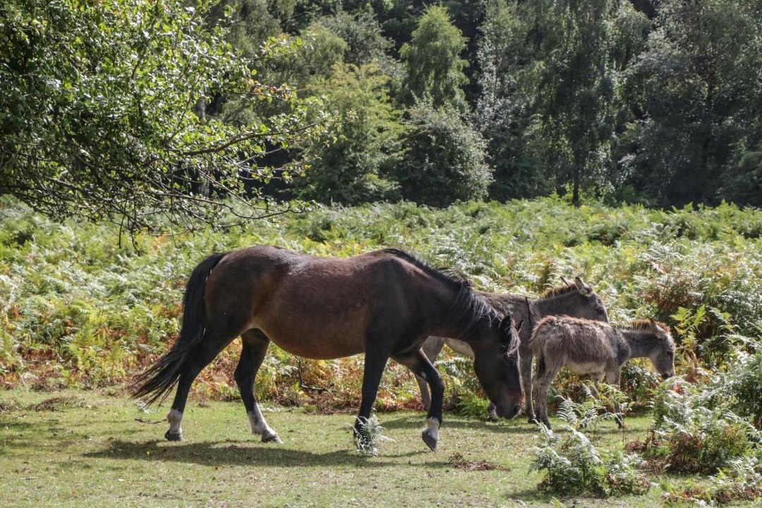 Photo of Others in New Forest District