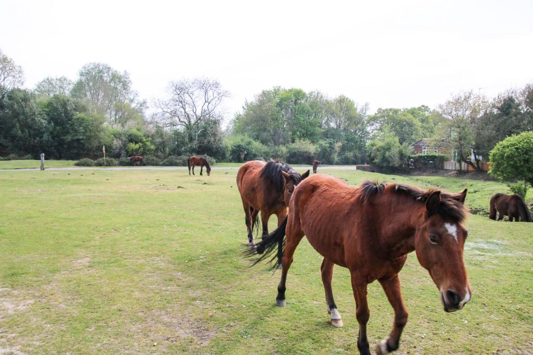 Photo of Others in New Forest District