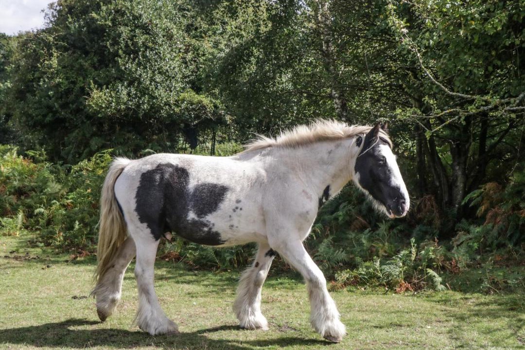 Photo of Others in New Forest District