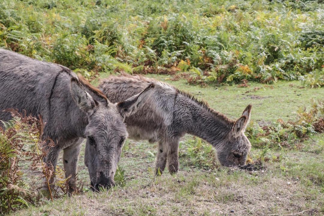 Photo of Others in New Forest District