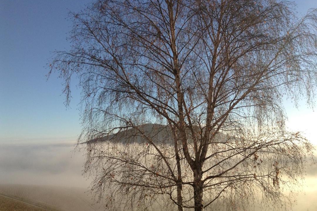 Photo of Others in Quincie-en-Beaujolais