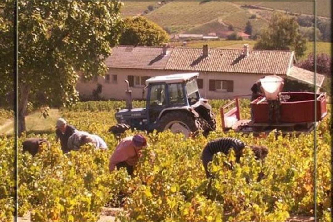 Photo of Others in Quincie-en-Beaujolais