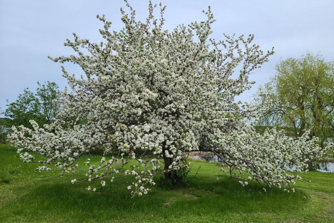 Photo of Outdoor in Saint-Joseph-de-Kent