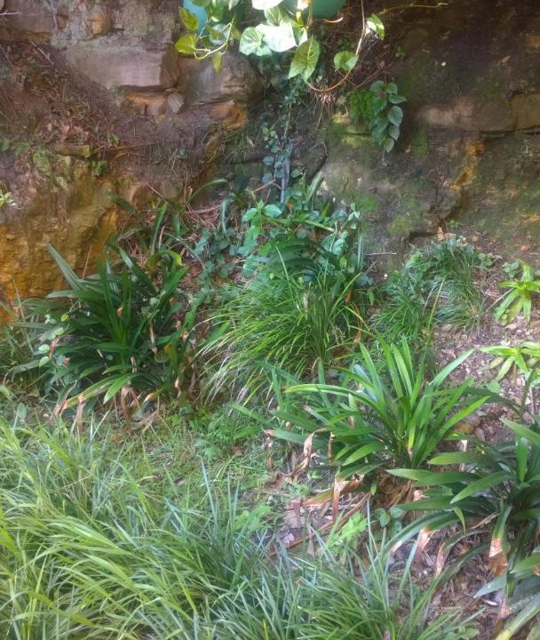 Photo of Outdoor in Linley Point