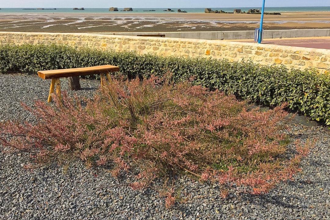 Photo of Outdoor in Asnelles