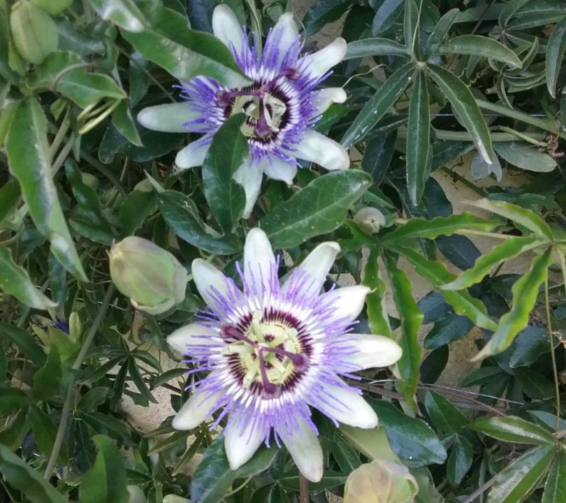 Photo of Outdoor in Le Busseau