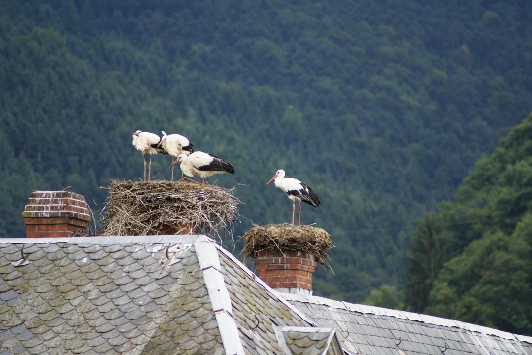 Photo of Others in Munster