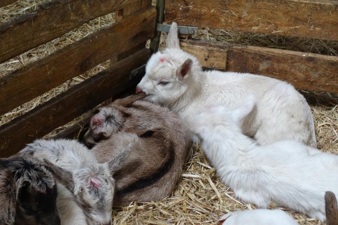 Photo of Others in Azay-le-Ferron