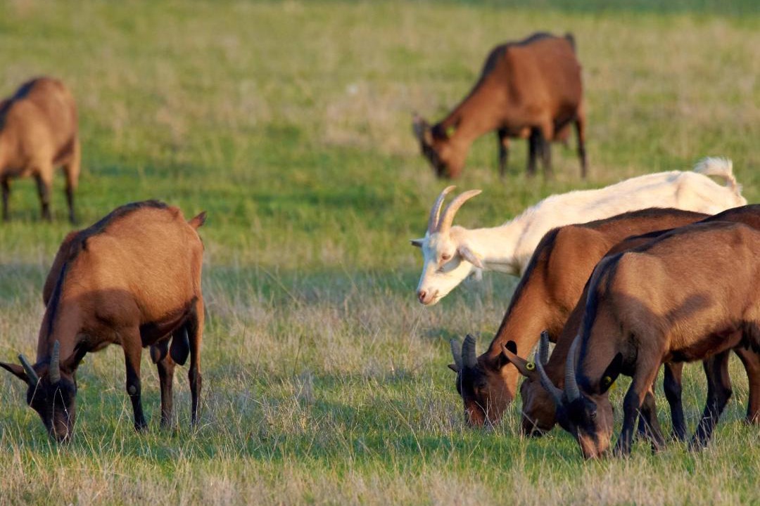 Photo of Others in Azay-le-Ferron
