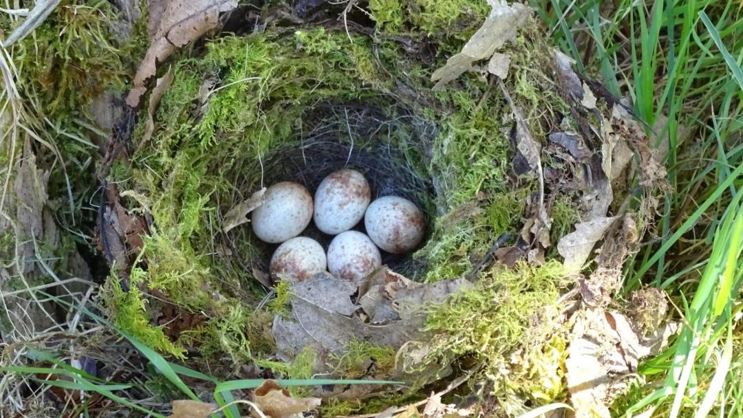 Photo of Others in La Bazoge