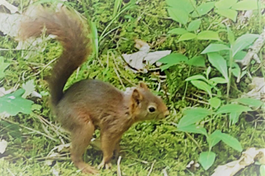 Photo of Others in La Bazoge