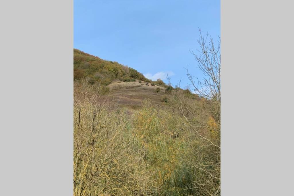 Photo of Others in Sylvanes