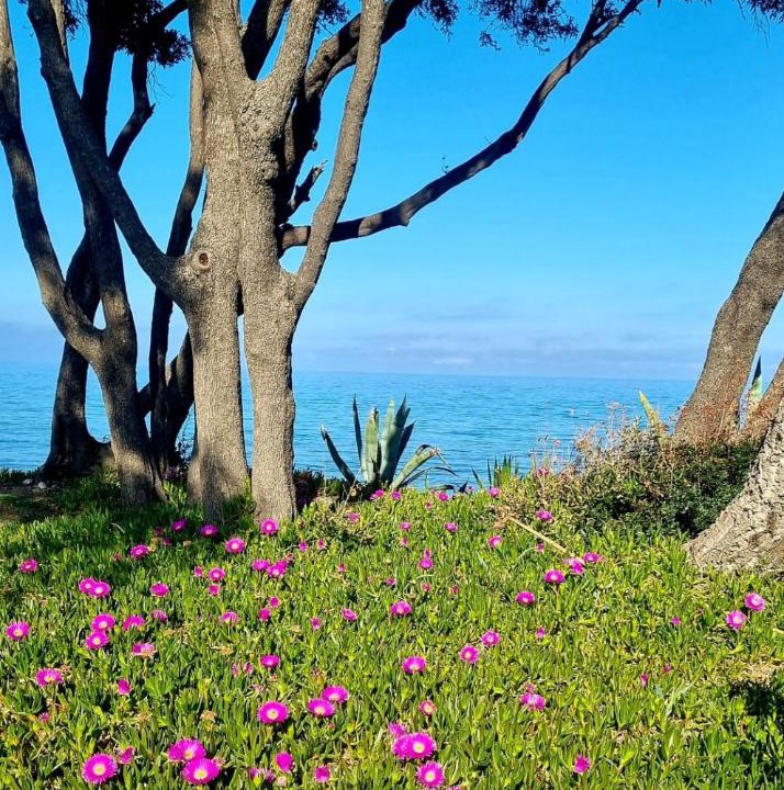 Photo of Others in Cervione