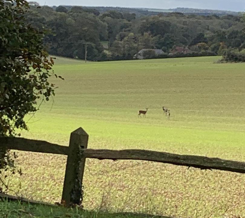 Photo of Others in Petersfield