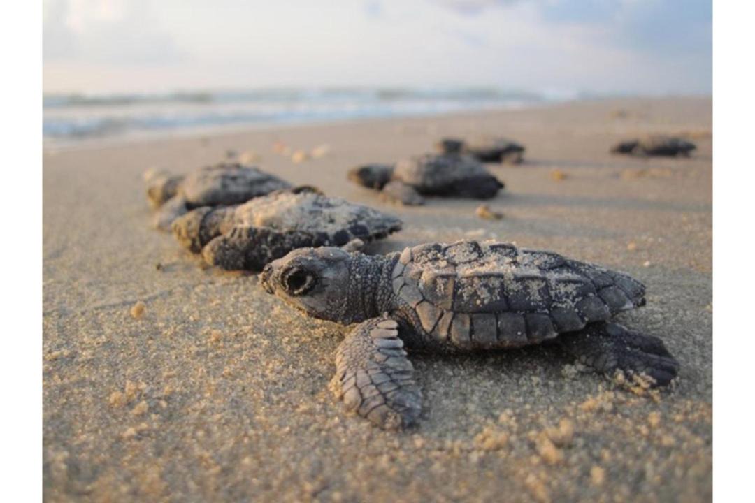 Photo of Others in Corpus Christi