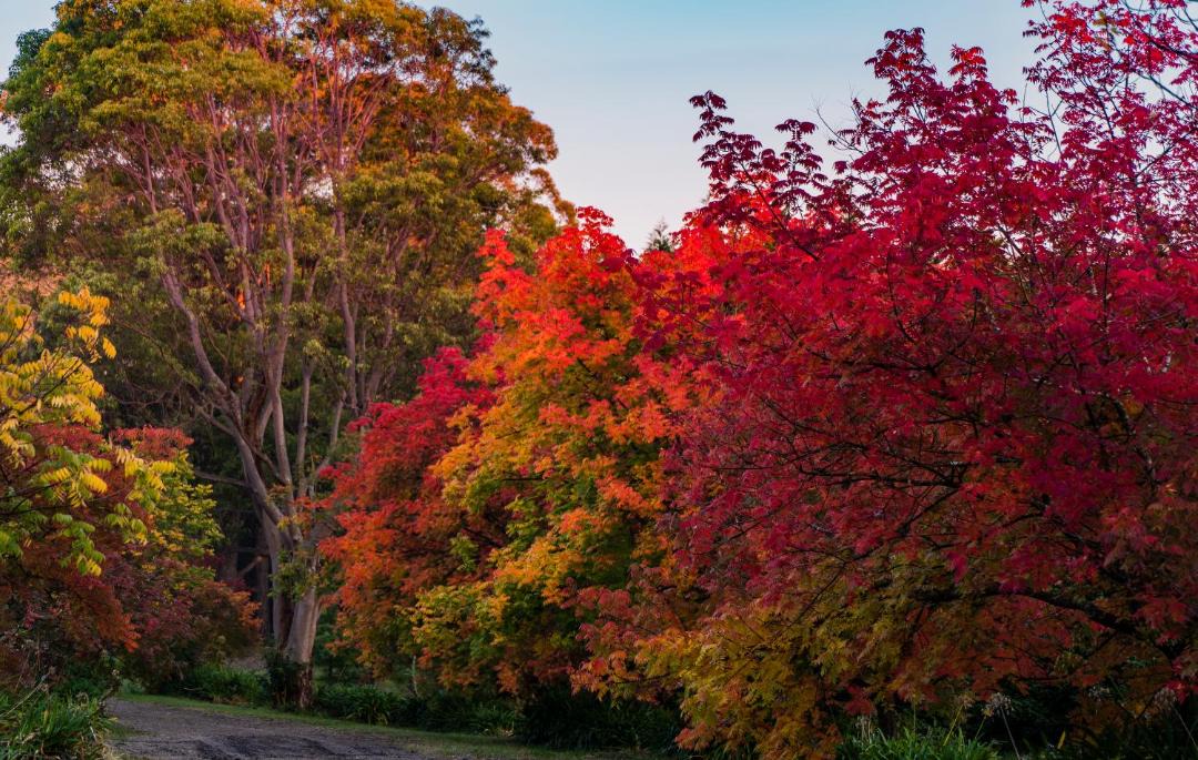 Photo of Others in Bilpin