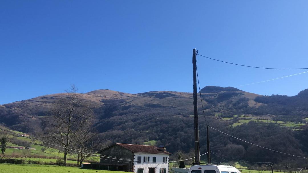 Photo of Others in Hosta