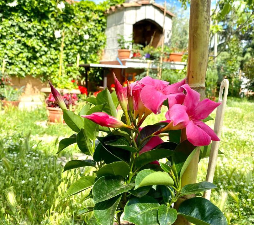 Photo of Patio Balcony in Vrsar