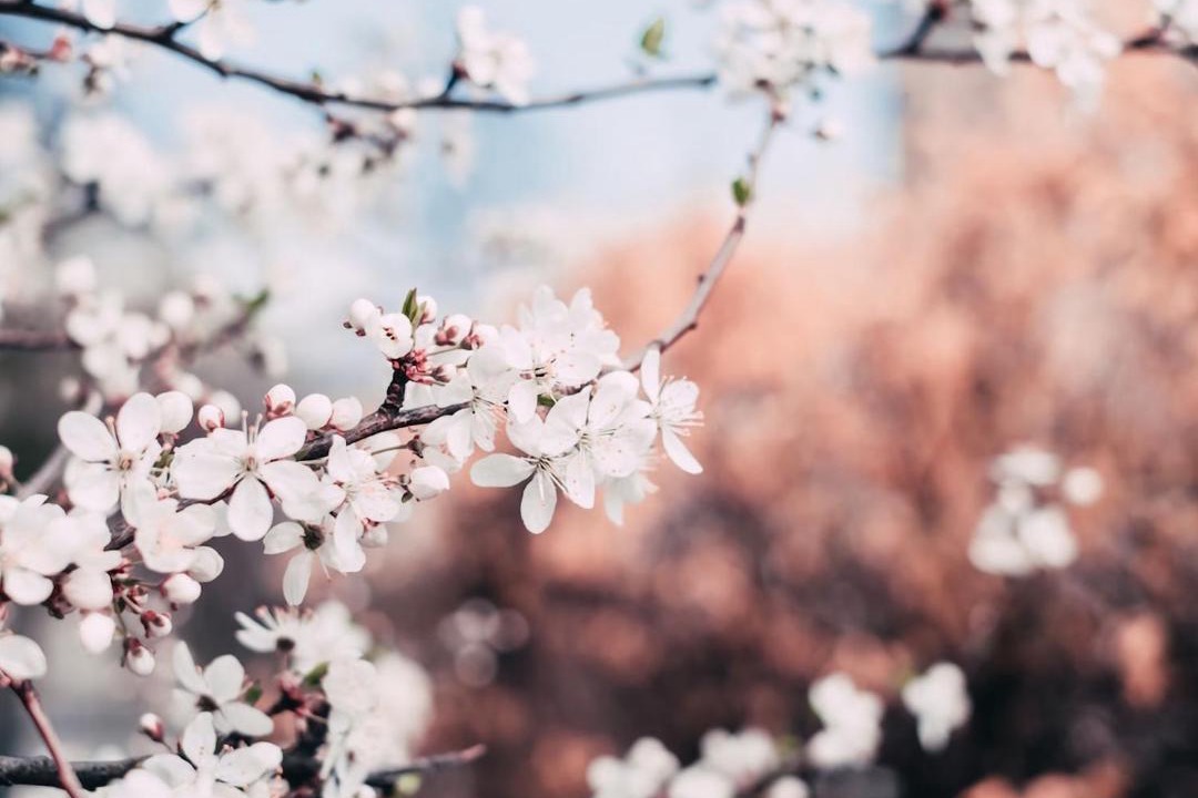 Photo of Others in Mount Wilson