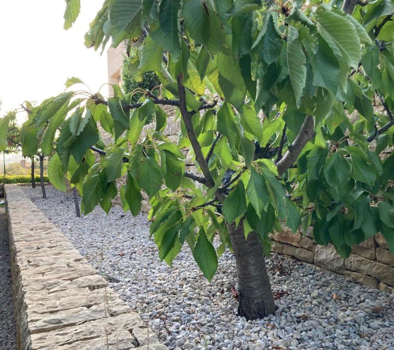 Photo of Others in La Senia