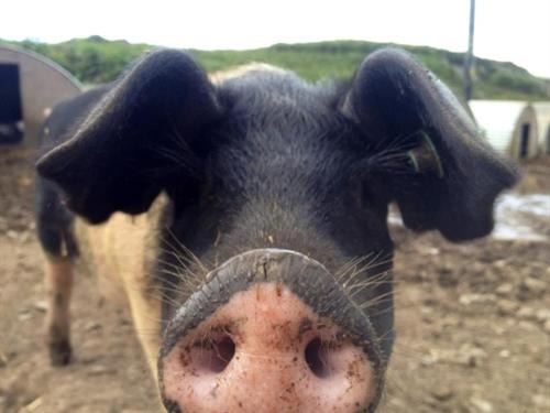 Photo of Others in Thorney