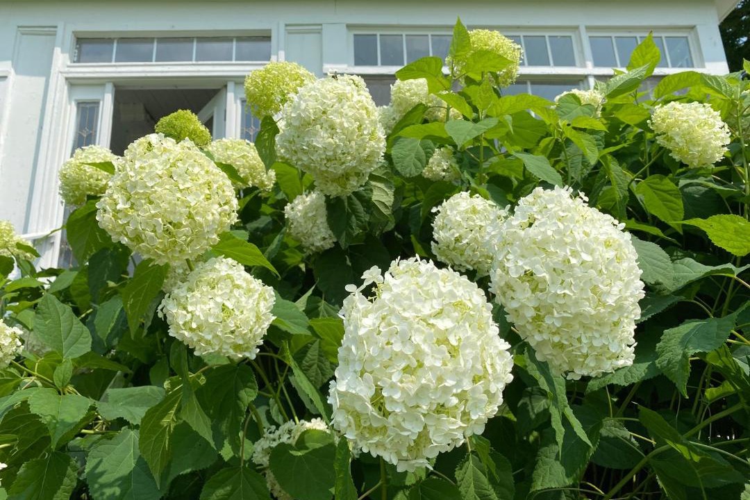 Photo of Others in Mount Vision