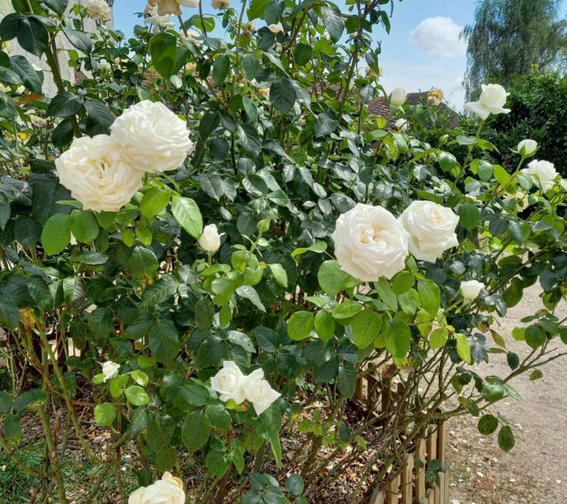 Photo of Others in Les Avenieres