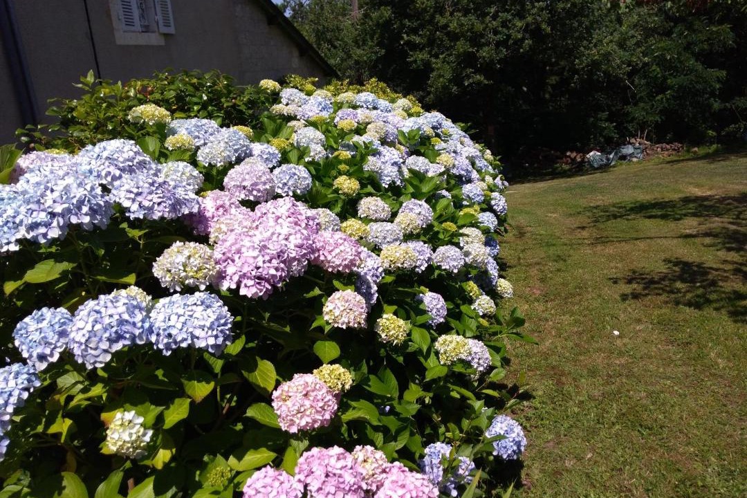 Photo of Others in Mareuil-Sur-Lay-Dissais