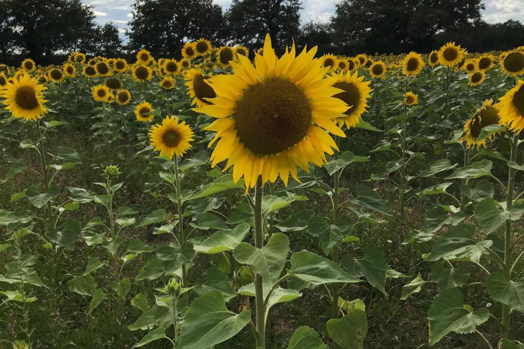 Photo of Others in Le Vieux-Cerier