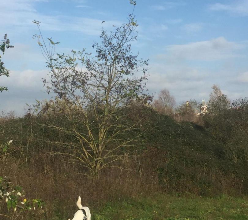 Photo of Others in Armentieres