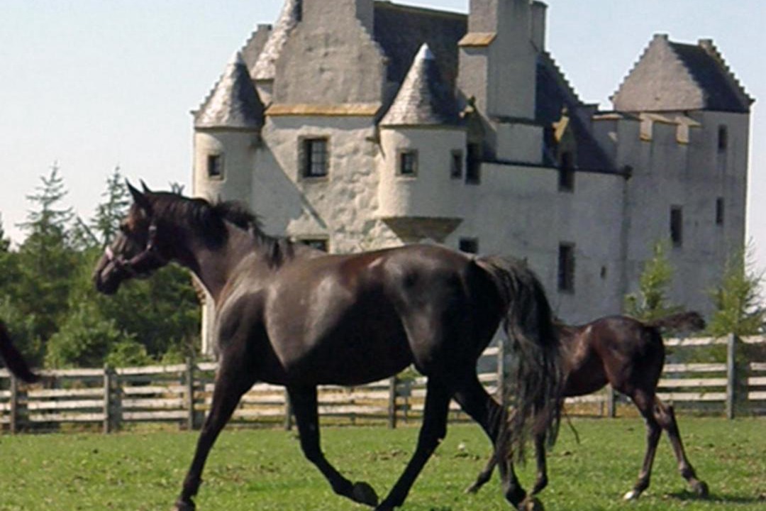 Photo of Others in Musselburgh