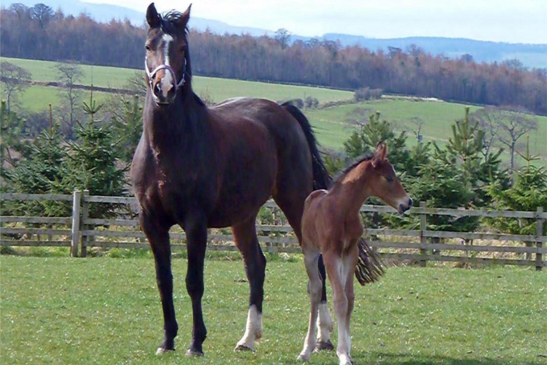 Photo of Others in Musselburgh