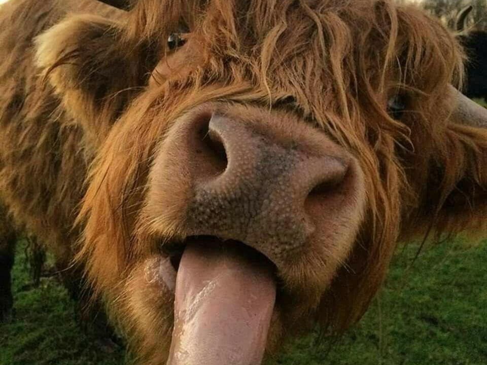 Photo of Others in Laurencekirk